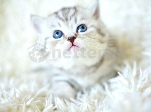 ++ Kalitede Silver Ns24 British Shorthair