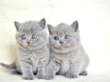 Küt Kafa Gri British Shorthair