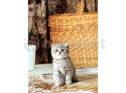 Scottish Fold Sevimli Yavrumuz