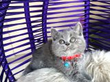 Safkan British Shorthair Blue Yavru