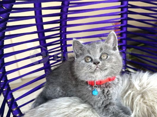 Safkan British Shorthair Blue Yavru