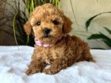 Mini boy puppy kıpkırmızı ev üretimi  TOOY POODLE 