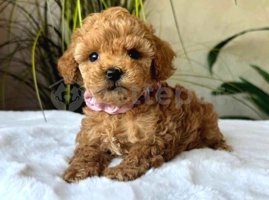 Mini Boy Puppy Kıpkırmızı Ev Üretimi  Tooy Poodle 