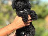 Siyah Toy Poodle yavrularımız