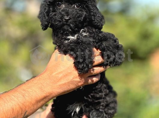 Siyah Toy Poodle Yavrularımız