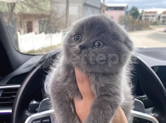 Dişi & Erkek Scottish Fold Yavrularımız 