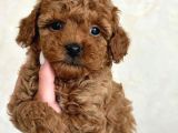 Mini boy puppy kıpkırmızı ev üretimi  TOOY POODLE 