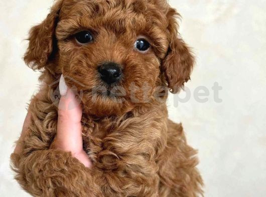 Mini Boy Puppy Kıpkırmızı Ev Üretimi  Tooy Poodle 