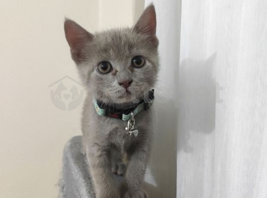 Safkan Lilac British Shorthair 