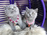 British Shorthair Blue Safkan Yavrular