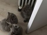 Scottish fold ve british shorthair yavrular