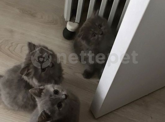 Scottish Fold Ve British Shorthair Yavrular