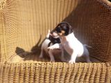 KISA BACAK JACK RUSSELL TERRİER YAVRUSU 