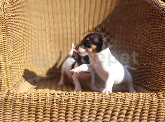 Kısa Bacak Jack Russell Terrier Yavrusu 