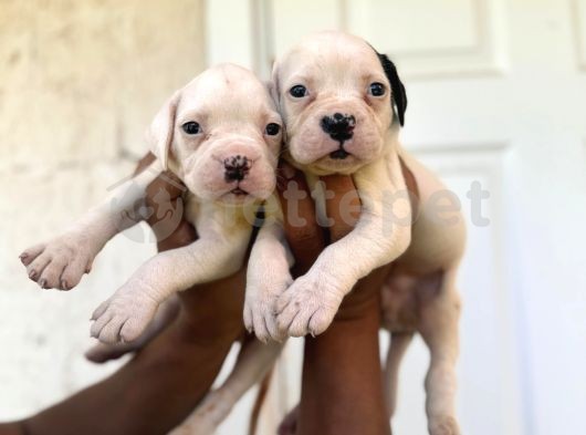 Güç Sevenlere American Bulldog Yavrularımız 