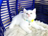 Pamuk Gibi Bembeyaz British Shorthair Yavrular