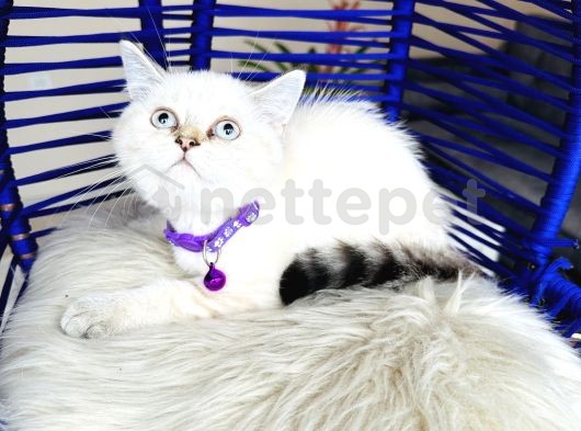 British Shorthair Silver Point Yavrular 