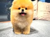 Sahibinden satılık teddy bear pomeranian