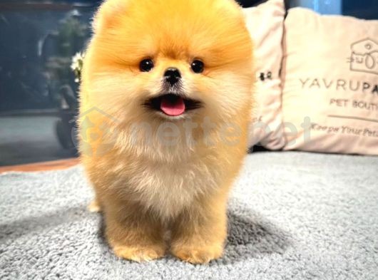 Sahibinden Satılık Teddy Bear Pomeranian