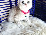 British Shorthair Silver Yavru