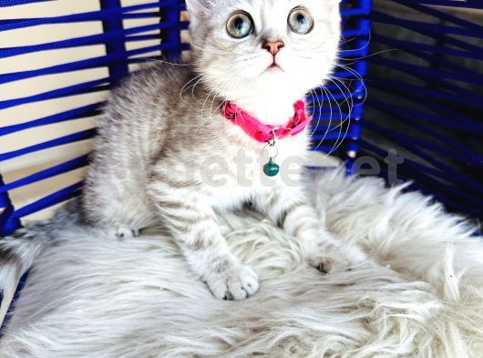 British Shorthair Silver Yavru