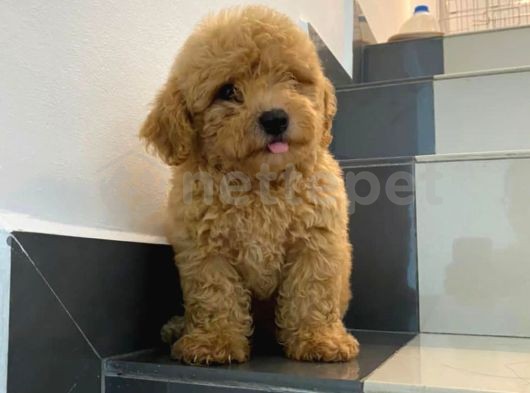 Dünya Tatlısı Maltipoo Yavruları