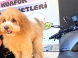 DÜNYA TATLISI POODLE 5 aylık