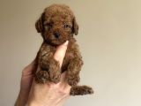 RED A KALİTE TOY POODLE BEBEKLER