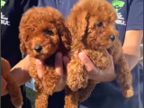 Orjinal Red Brown Toy Poodle Yavrular