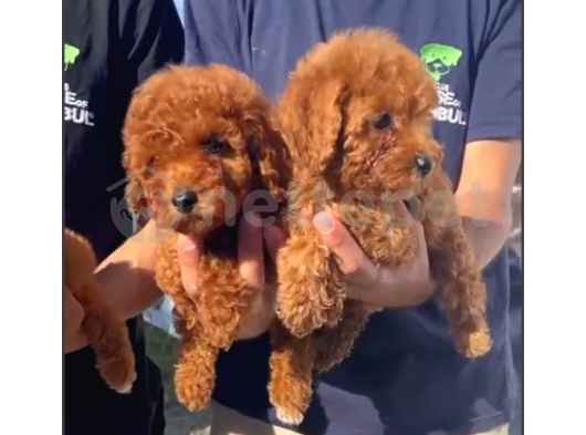 Orjinal Red Brown Toy Poodle Yavrular