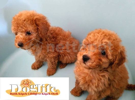 Mükemmel Güzellikte Toy Poodle Red A Kalite Orjinal Yavrular