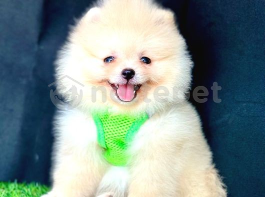 Showw Kalite Boo Surat Pomeranian Yavrular