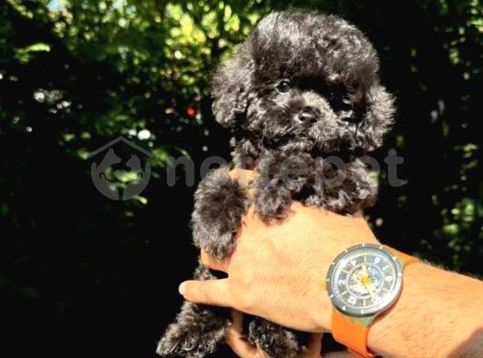 Ender Özel Renk Tonuna Sahip Toy Poodle Yavrumuz “Jager”