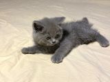 British Shorthair Gri Erkek Yuvarlak Yüzlü