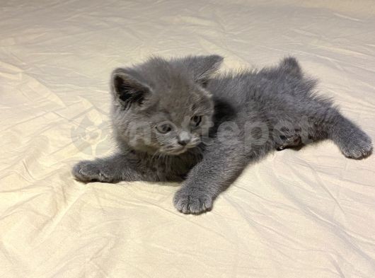 British Shorthair Gri Erkek Yuvarlak Yüzlü