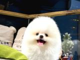 Irk ve sağlık garantili pomeranian boo yavrumuz