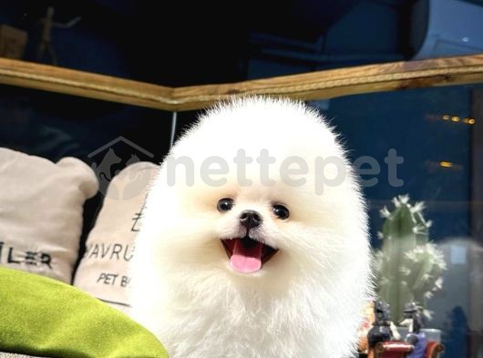 Irk Ve Sağlık Garantili Pomeranian Boo Yavrumuz