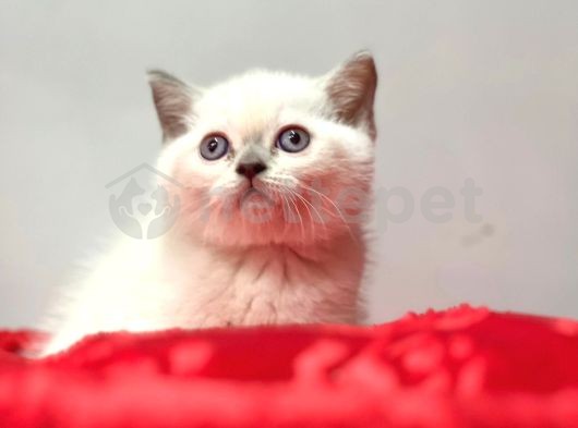 Safkan Brittish Shorthair Blue Point Yavrular 