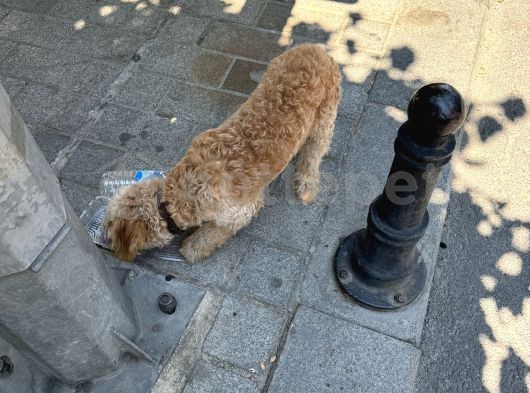 Poddle Toy Cinsi Erkek Satılık