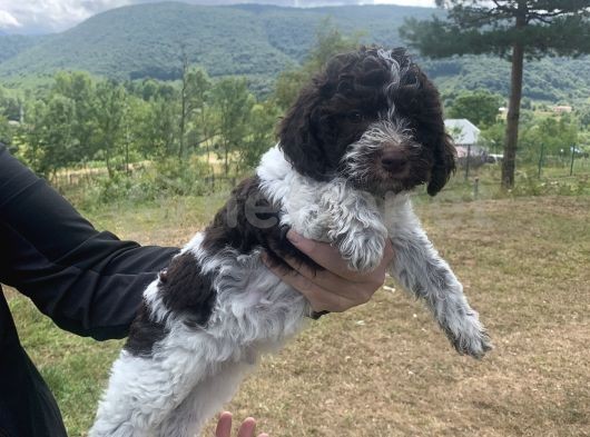 Orjinal İtalyan 2 Aylik Lagotto Yavrular