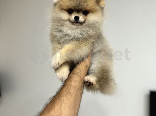 Ayı Surat Dişi 4 Aylık Pomeranian Boo