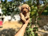 Erkek toy poodle yavrularımız karma aşısı yapılmış