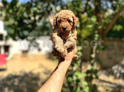 Erkek Toy Poodle Yavrularımız Karma Aşısı Yapılmış