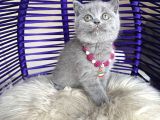 British Shorthair Blue Yavru