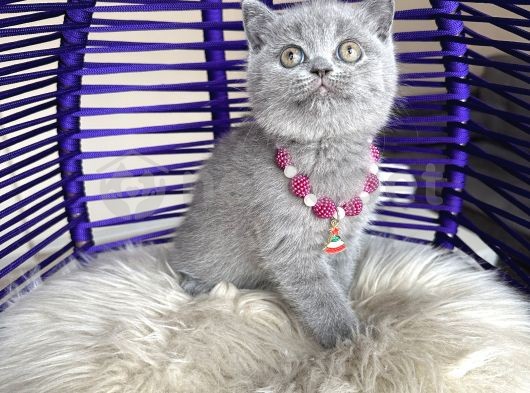 British Shorthair Blue Yavru