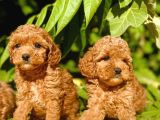 Harika Güzellikte Toy Poodle Yavrular