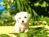 Kar Beyaz Maltese Terrier Yavrular 