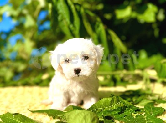 Kar Beyaz Maltese Terrier Yavrular 