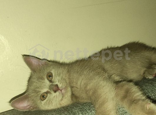 Acil Çok Uyguna Safkan Lilac British Shorthair 