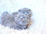 Muhteşem top kafa gri scottish fold